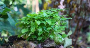 Mehr über den Artikel erfahren Handgezeichnete Tierzeichnungen | Permakultur & Garten