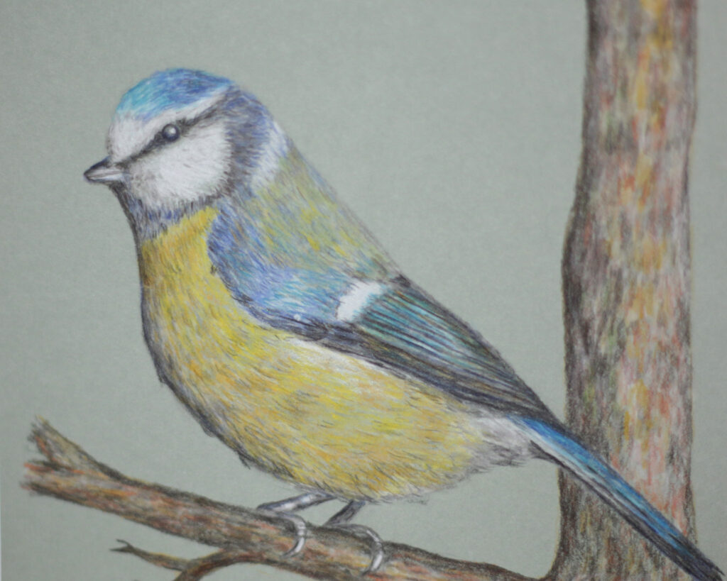 Vogelzeichnungen