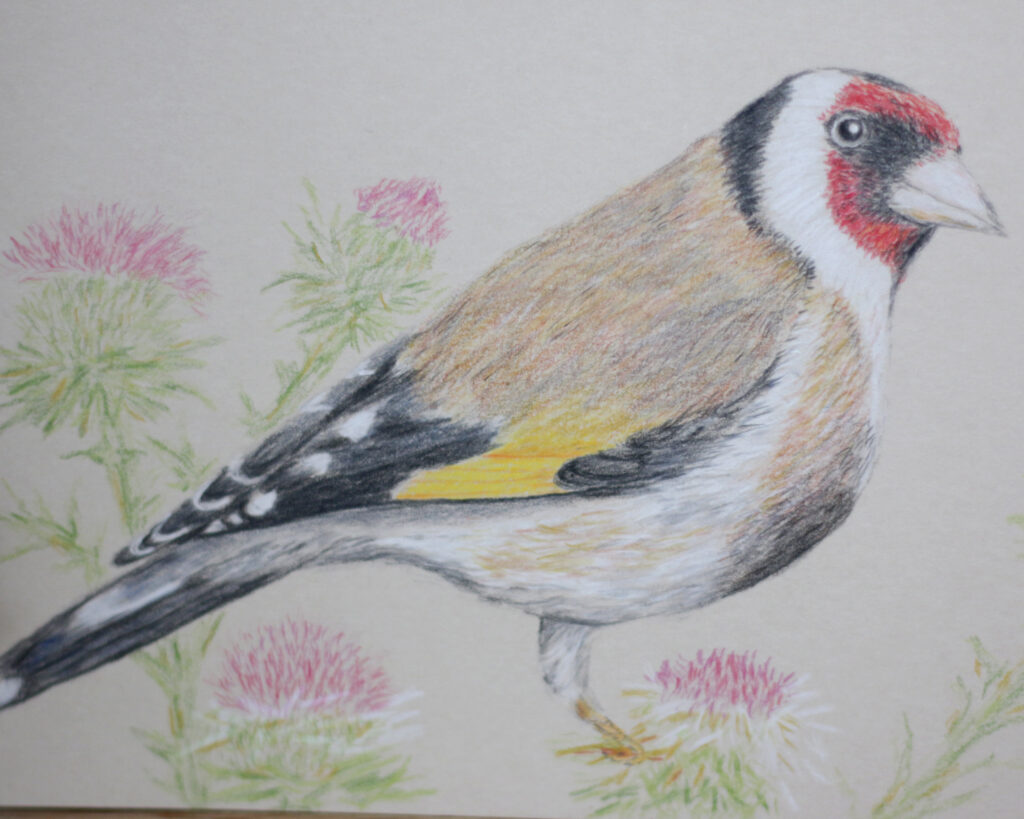 Vogelzeichnungen