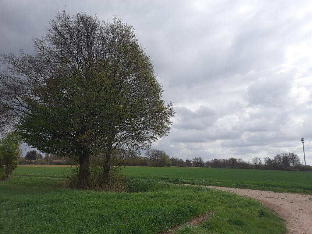 Referenzbild - Hindrichs-Art